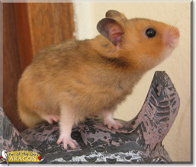 Aragorn the Hamster, the Pet of the Day