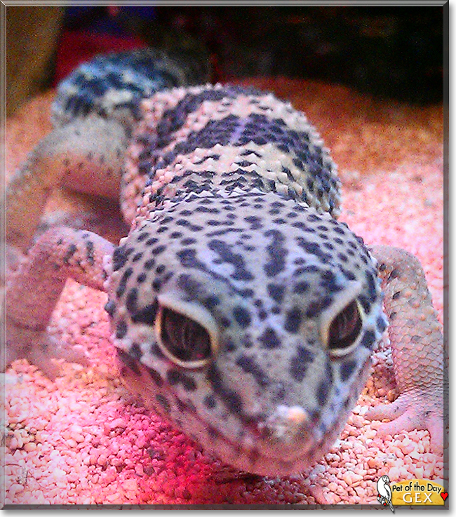 Gex the Leopard Gecko, the Pet of the Day