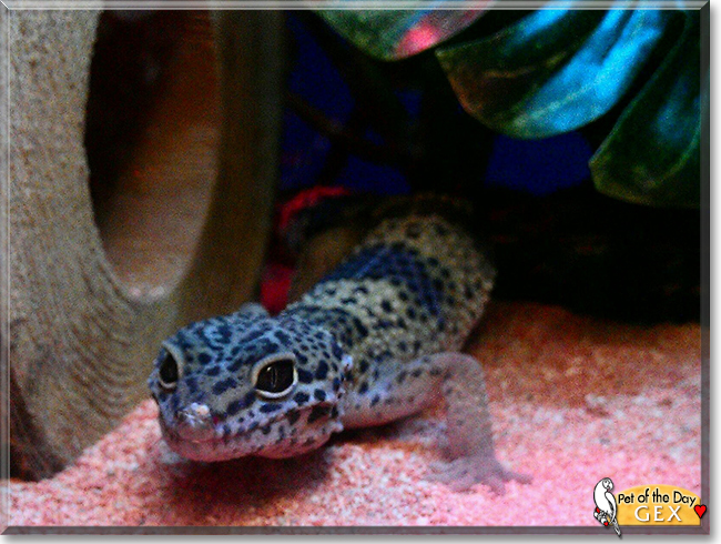 Gex the Leopard Gecko, the Pet of the Day