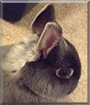 Misty the Netherland Dwarf Rabbit