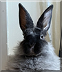 Aza the Angora, Dwarf mix Rabbit
