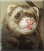 Meesha the Ferret