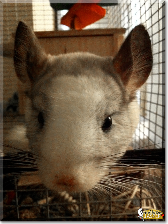 Jasper the Chinchilla, the Pet of the Day