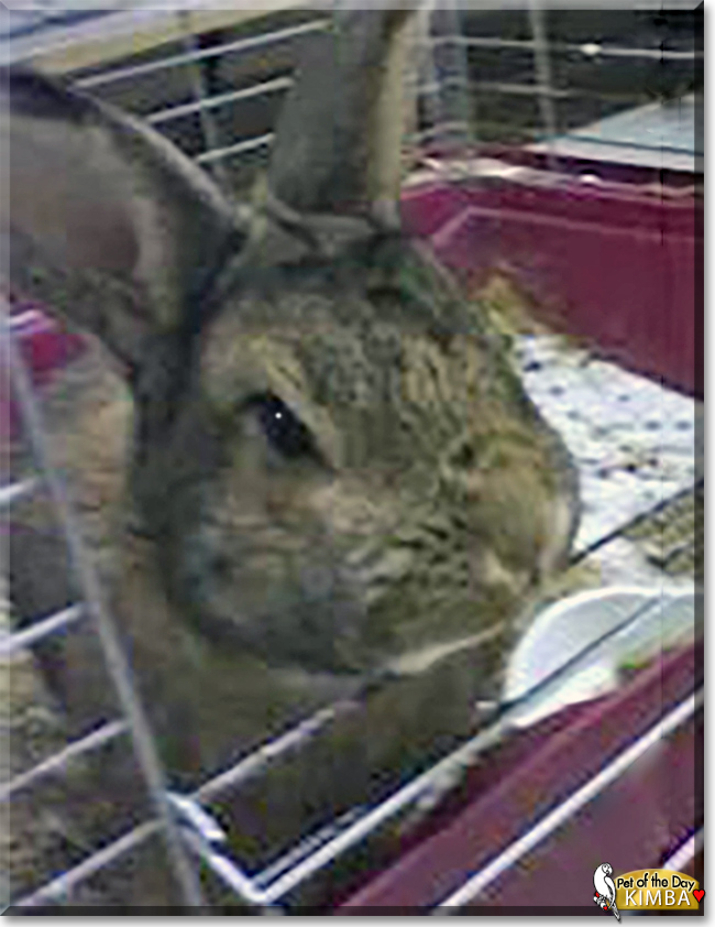 Kimba the Rabbit, the Pet of the Day