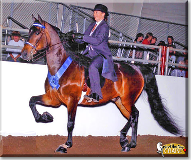 Chaise the Morgan Horse, the Pet of the Day