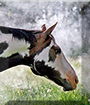 Moonbeam the Paint Horse