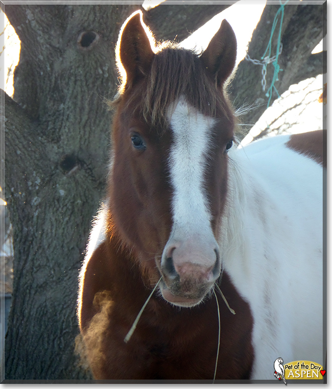 Aspen the American Paint Horse, the Pet of the Day