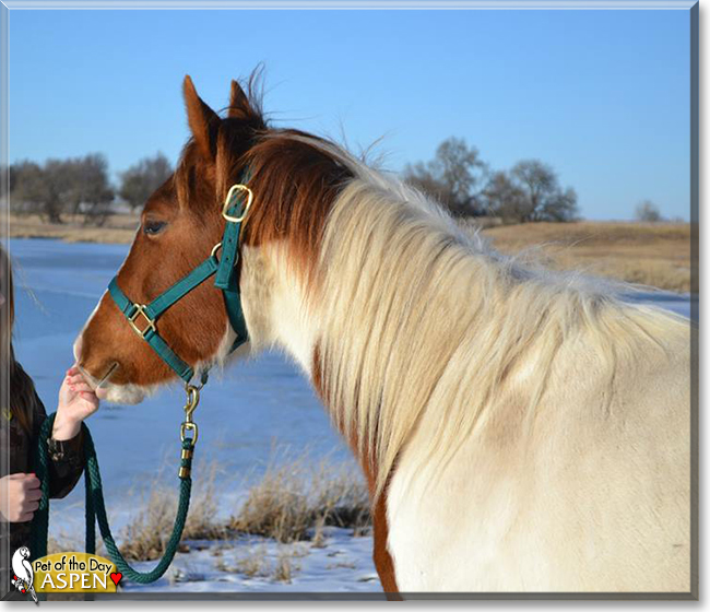 Aspen the American Paint Horse, the Pet of the Day