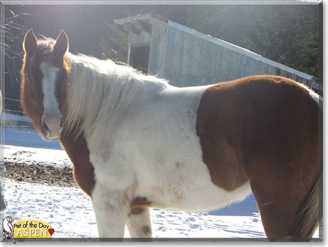 Aspen the American Paint Horse, the Pet of the Day