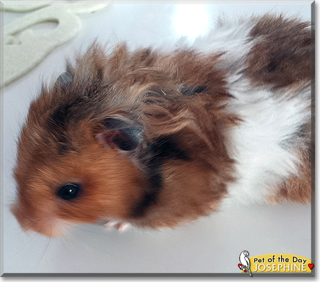 Josephine the Teddy Bear Hamster, the Pet of the Day