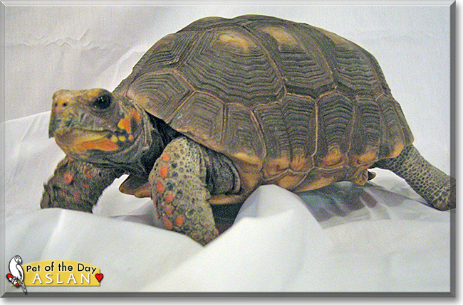 Aslan the Red-Footed Tortoise, the Pet of the Day
