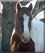 Aspen the American Paint Horse