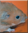 Coffee the Golden Hamster