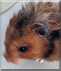 Josephine the Teddy Bear Hamster