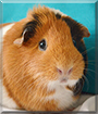 Sally Megatron the Guinea Pig