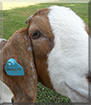 Ellie May the Boer Goat