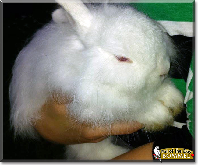 Bommel the Dwarf Rabbit, the Pet of the Day