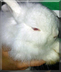 Bommel the Dwarf Rabbit