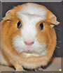 Pulpet the American Crested Guinea Pig