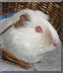 Emil the Albino mix Guinea Pig