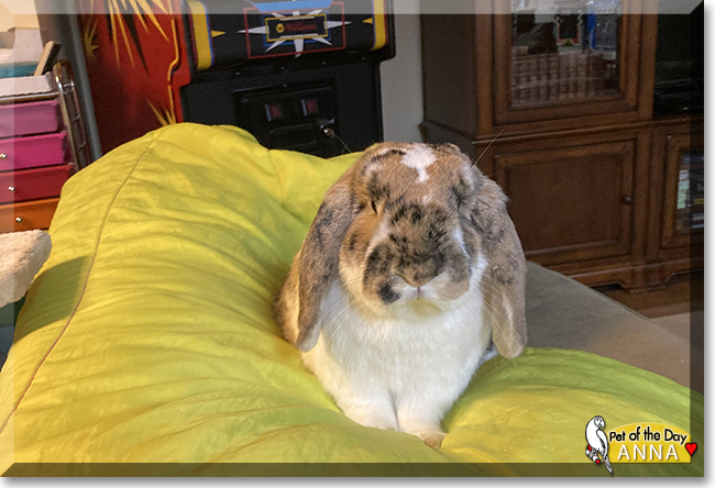Anna the Mini Lop Rabbit, the Pet of the Day