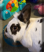 Noelle the LionHead, English Spot mix Rabbit