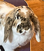 Anna the Mini Lop Rabbit