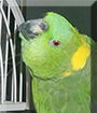 Winnie the Yellow Naped Amazon Parrot