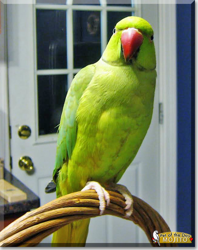 Mojito the Indian Ringneck Parakeet, the Pet of the Day