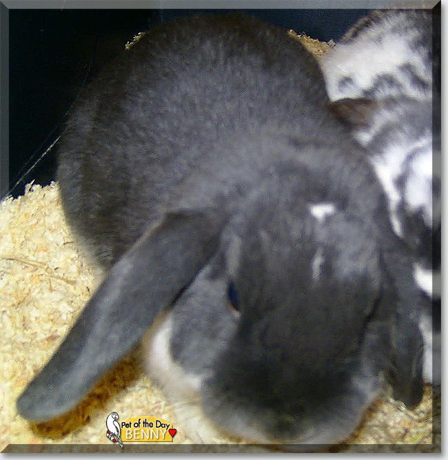 Benny the Lop Rabbit, the Pet of the Day