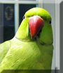 Mojito the Indian Ringneck Parakeet