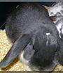 Benny the Lop Rabbit