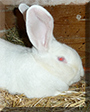 Rudi the German Giant Rabbit