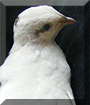 Goober the Pharaoh Coturnix Quail