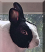 Mimi the Dutch Rabbit