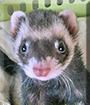 Tank the Ferret
