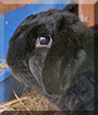 Ernst the Dwarf Lop Rabbit