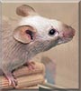 Bounty the Mouse
