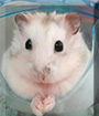 Chiyu the Dwarf Hamster