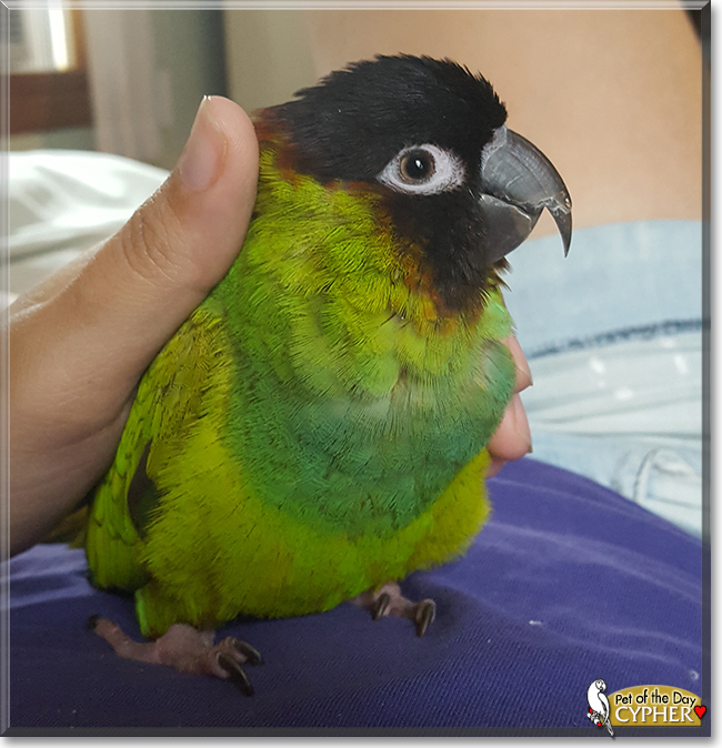 Cypher the Nanday Conure, the Pet of the Day