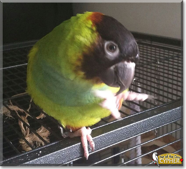 Cypher the Nanday Conure, the Pet of the Day