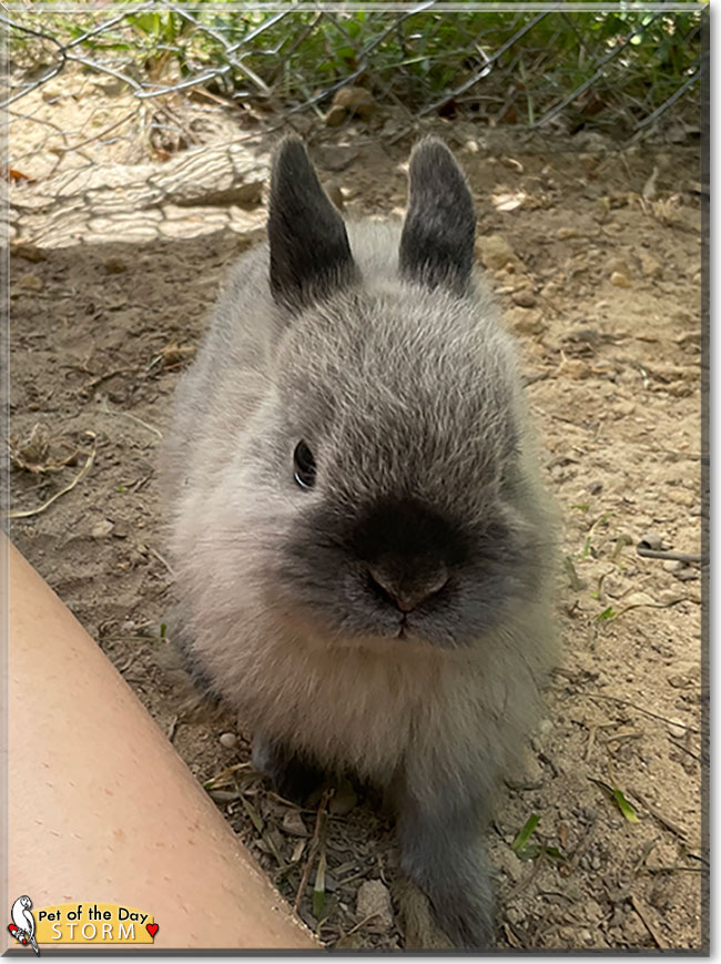 Storm the Netherland Dwarf Rabbit, the Pet of the Day