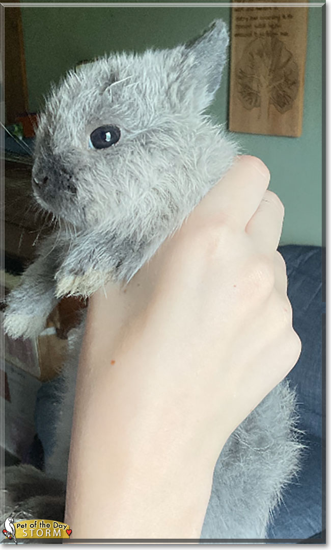 Storm the Netherland Dwarf Rabbit, the Pet of the Day