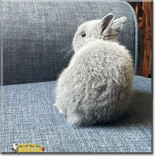 Storm the Netherland Dwarf Rabbit, the Pet of the Day Storm the Netherland Dwarf Rabbit, the Pet of the Day