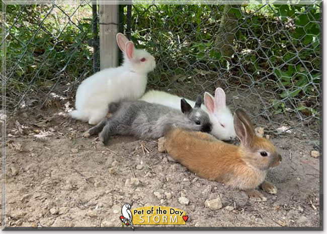 Storm the Netherland Dwarf Rabbit, the Pet of the Day