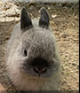 Storm the Netherland Dwarf Rabbit, the Pet of the Day