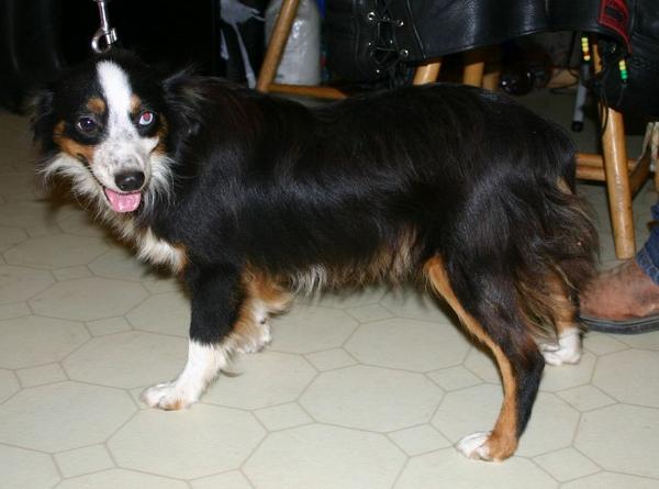 Snickers