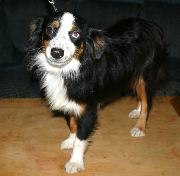 snickers another toy about 11" he has 1 blue eye