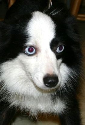 Zoe is a Black bi with 2 blue eyes"Toy"