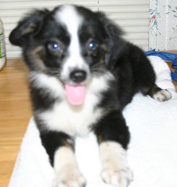 Bailey